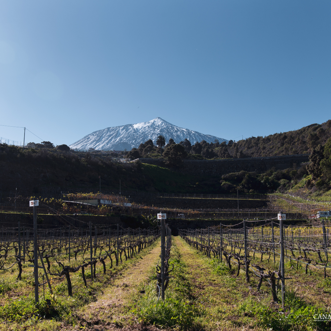 Il vino che profuma il sangue