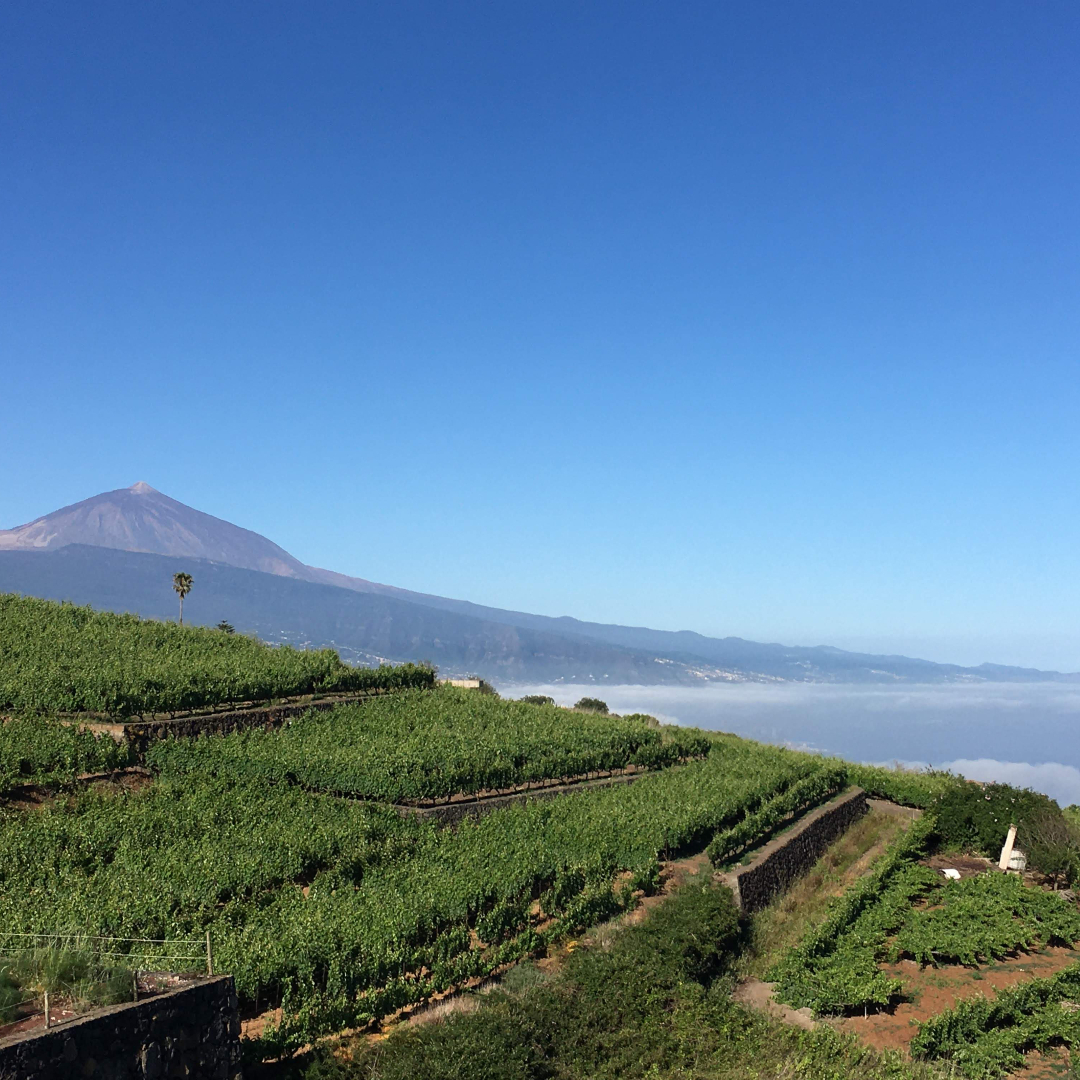 Il vino che profuma il sangue