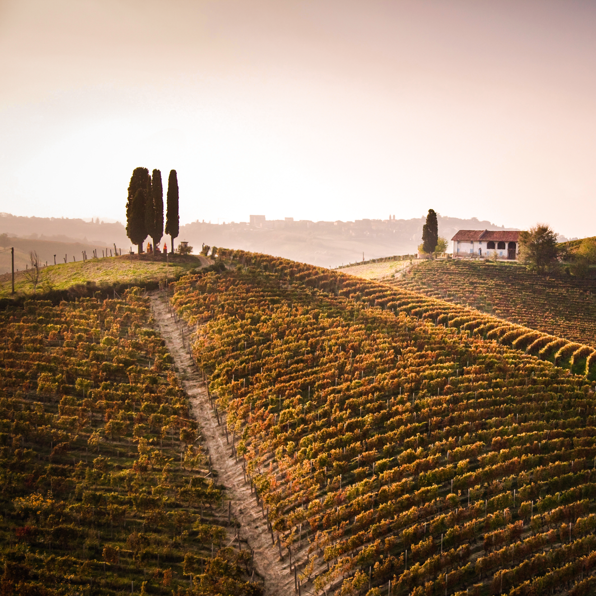 Nizza DOCG: un sorso di eleganza