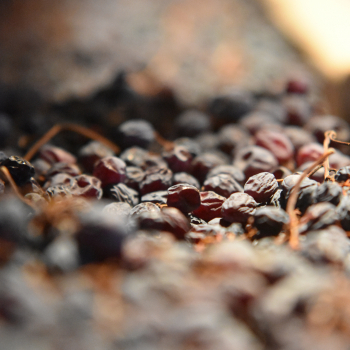 Storie di appassimento, dall'Amarone ai vini dolci del Veneto