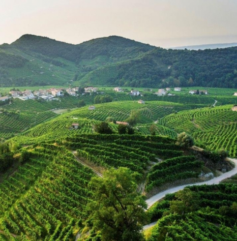 La viticoltura eroica tra le Rive delle Colline Unesco del Prosecco