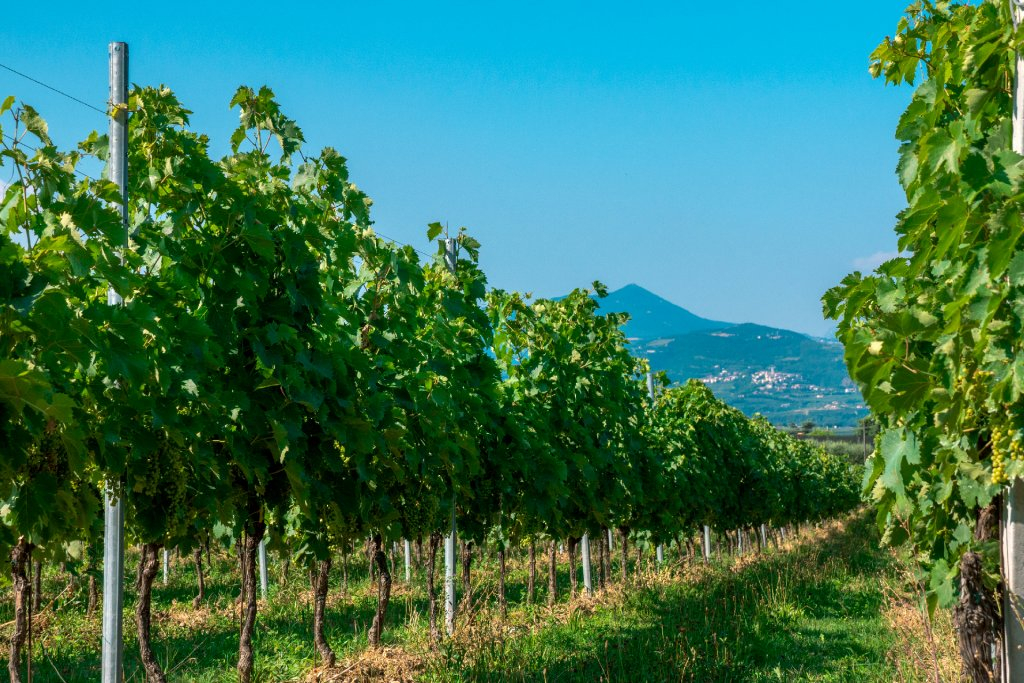 Valpolicella e Bardolino,  Farina & Il Pignetto