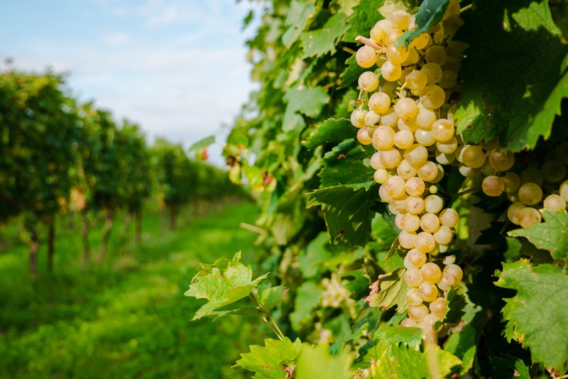 Valpolicella e Bardolino,  Farina & Il Pignetto