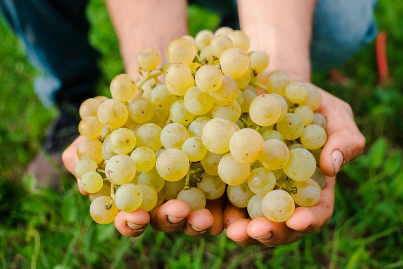 Valpolicella e Bardolino,  Farina & Il Pignetto