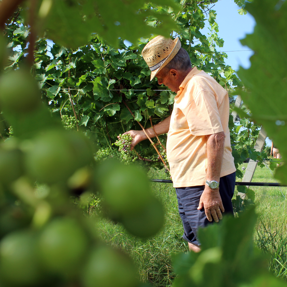 Calici e tavole: gli incontri del gusto