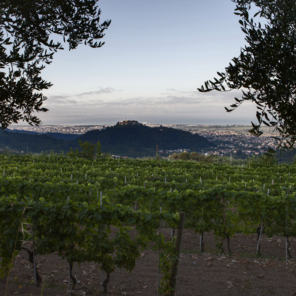 Tra Vigne, Mare e Sapori Antichi