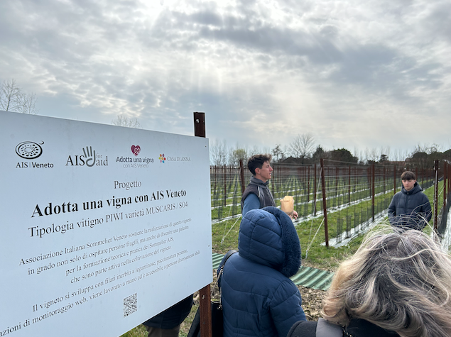 Adotta una vigna con AIS Veneto 2025